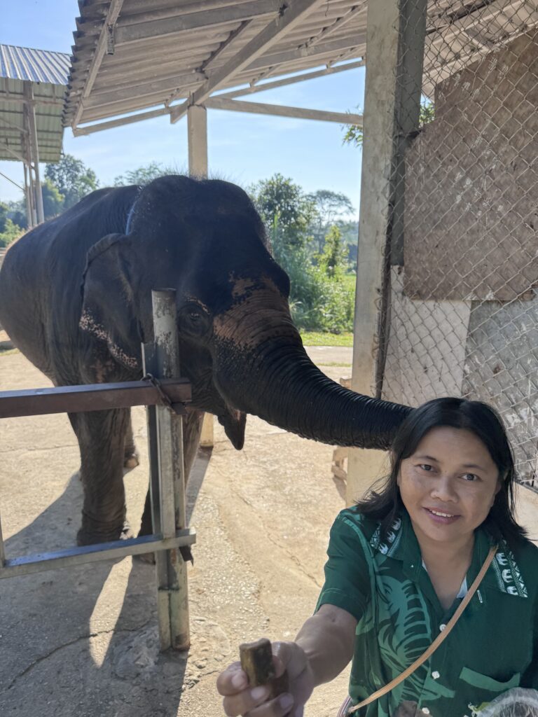 A woman in a green shirt holds a treat for a friendly elephant reaching over a pen fence in a sunny outdoor setting.