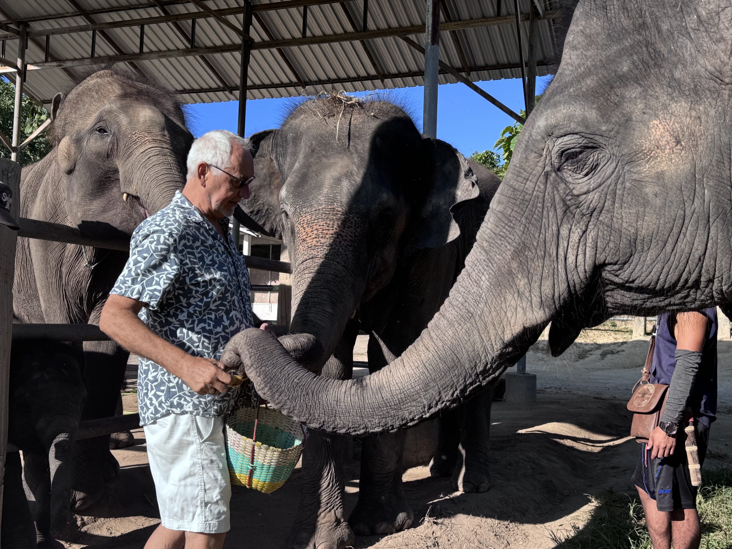 A man interacts with elephants, offering food from a woven basket. The scene emphasizes wildlife conservation and human-animal connection.